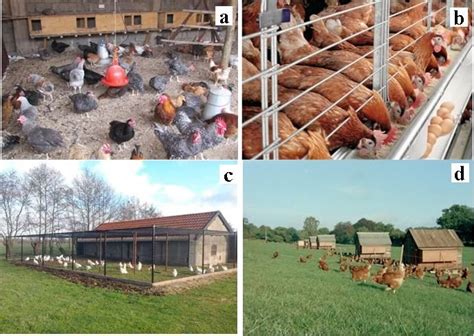 Different Types Of Poultry Farming Systems A Intensive Deep Litter