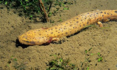 Mudpuppy Animal Facts Necturus Maculosus A Z Animals