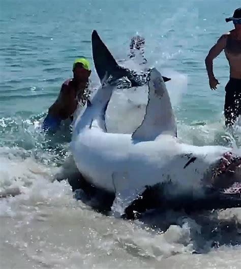 Terrifying Moment Florida Beach Goers Pull A Shark Back Into The Ocean