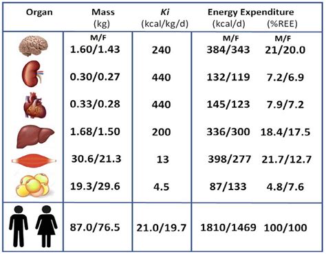 C Mo Calcular Tu Metabolismo Basal Y Las Calor As Que Debes Atra Do