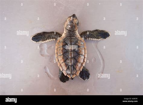 Hawksbill Sea Turtle Hatchling Stock Photo Alamy