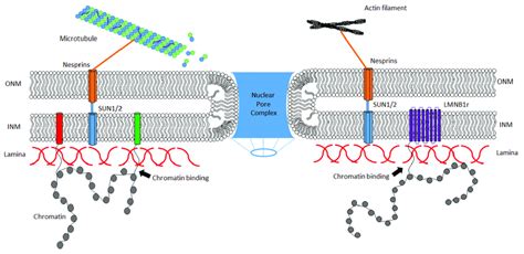 Schematic representation of lamina interactions. The nuclear lamina ...