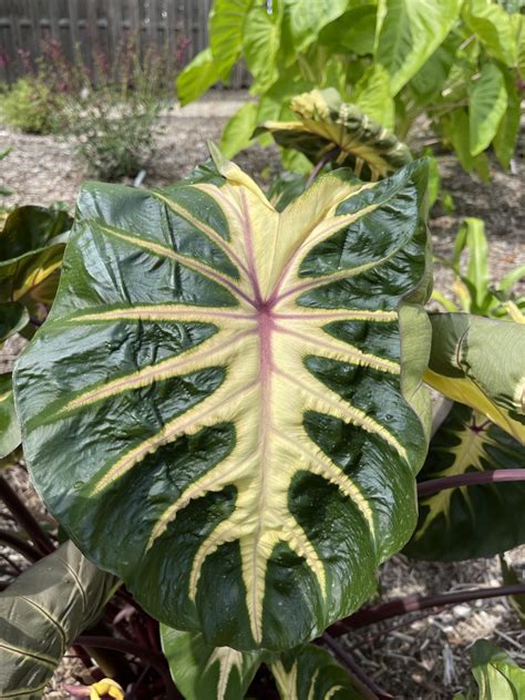 Colocasia Royal Hawaiian Waikiki Planthaven International