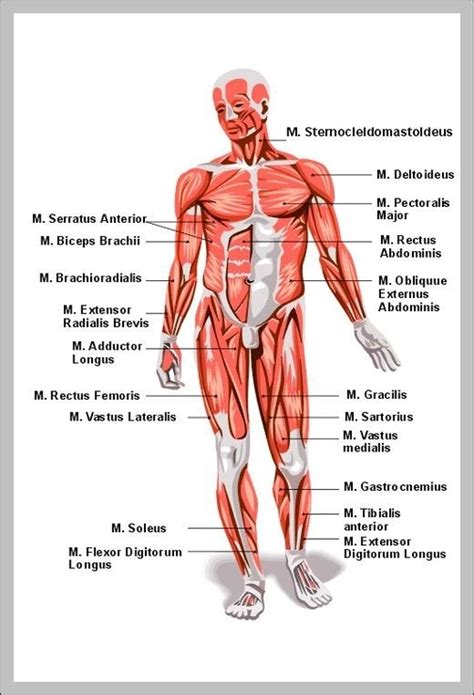 Human muscles labeled diagram - Graph Diagram