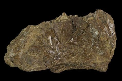 1.9" Fossil Pterosaur (Pteranodon) Scapula Section - Kansas For Sale (#115214) - FossilEra.com