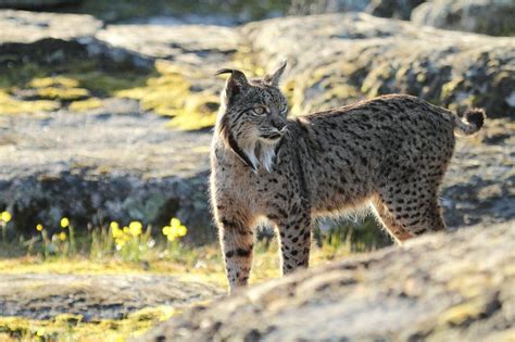 El lince ibérico deja de estar en peligro de extinción MiraCorredor