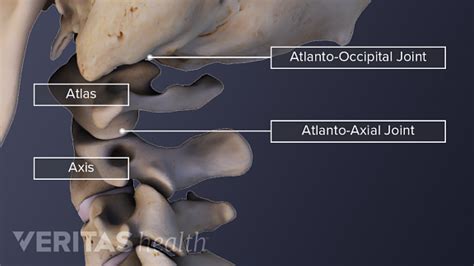 C1 Anatomy