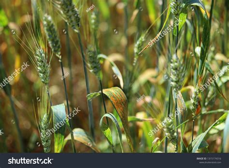 Wheat Leaf Rust Puccinia Triticina Fungal Stock Photo