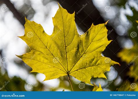 Yellow Autumn Leaf stock image. Image of outdoors, yellow - 146778847