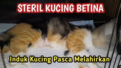 Waktu Yang Tepat Steril Kucing Setelah Melahirkan Youtube