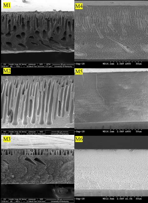 Cross Sectional Sem Images Of Psf Membranes Cast Using Different