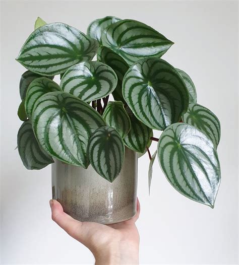 Peperomia Radiator Plant Care And Growing Guide