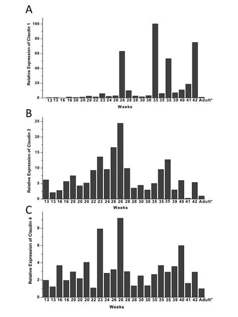 Divergent Expression Of Claudin 1 3 4 5 And 7 In Developing