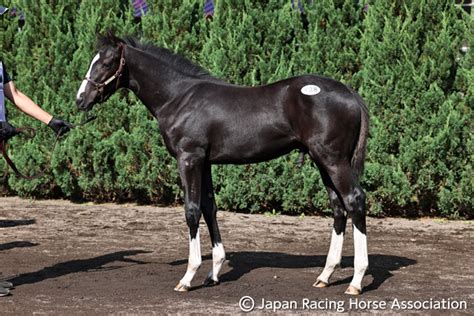 高額取引馬当歳｜セレクトセール2021特集｜競馬情報ならjra Van