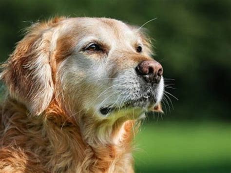 Descubrieron Que Los Perros Pueden Sufrir Demencia Cuando Envejecen