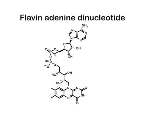 Fórmula química flavina adenina dinucleótido Vector Premium