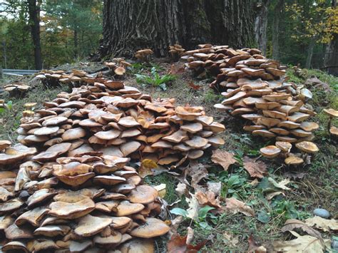 Landscape Armillaria Root And Butt Rot Umass Center For Agriculture Food And The Environment