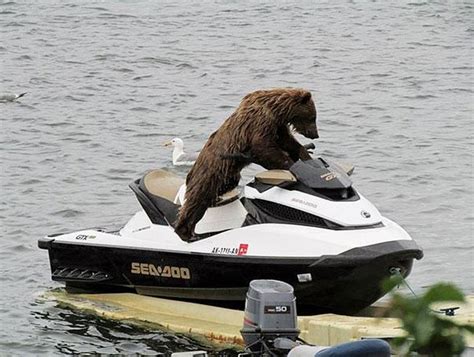 32 Funny Bears Doing Human Things