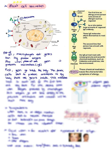 Solution Nursing Histology Connective Tissue Cells Reticular Tissue