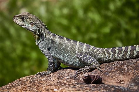 Australian Lizard 3 - Steve Lees Photography