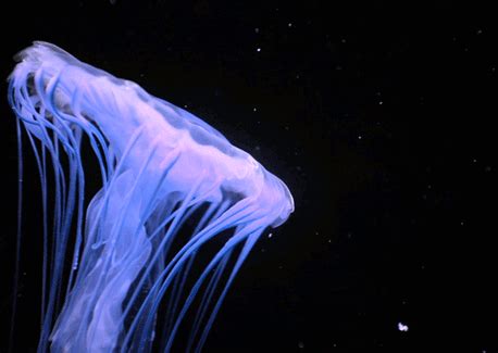 jellyfish awesome gif | WiffleGif