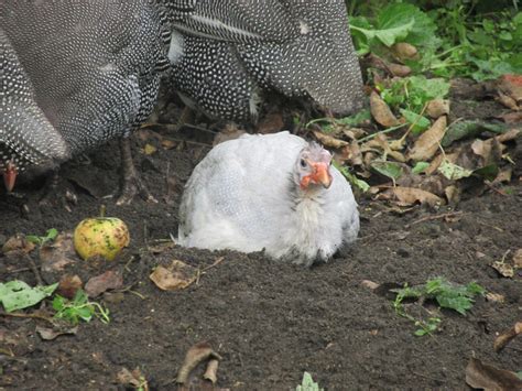 Guinea Fowl Thread Backyard Chickens Learn How To Raise Chickens