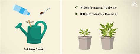 Molasses An Excellent Supplement For Cannabis Plants Rqs Blog