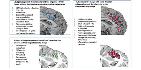 Anterior Cingulate Insula Relationships In Behaviourally Integrated