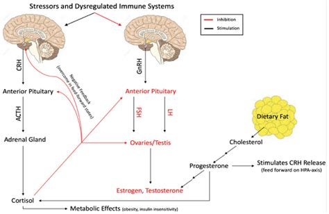 Frontiers Impact Of Endocrine Dysregulation On Disability And Non