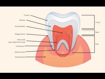 Teeth Labeled Diagram EdrawMax Templates