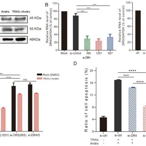 Dr5 Is Critical For Andro Mediated Sensitization Of T24 Cells To Trail