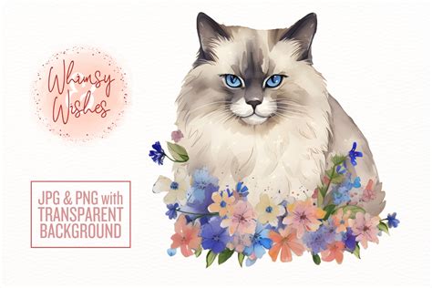 Ragdoll Cat Floral Watercolor Clip Art Graphic By Whimsyandwishes