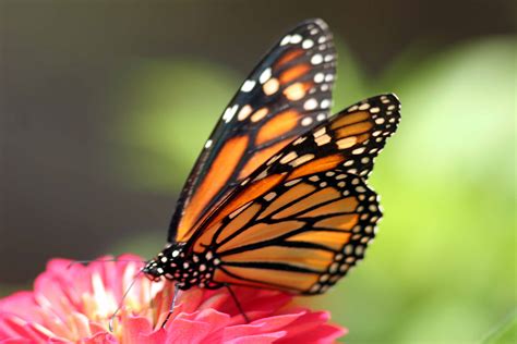 Free Butterfly, Download Free Butterfly png images, Free ClipArts on ...