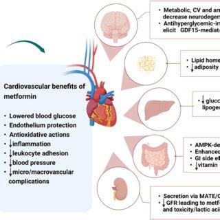 The Cardiovascular Benefits Of Metformin The Cardiovascular CV