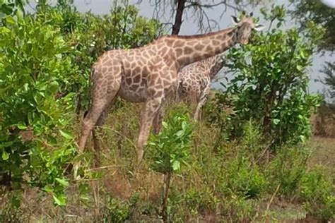 3 Tage Mikumi Nationalpark Safari zur Verfügung gestellt von Northern