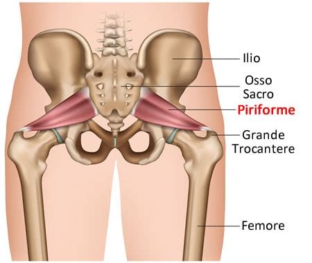 Th genéticamente Centro comercial piriforme anatomia Maniobra