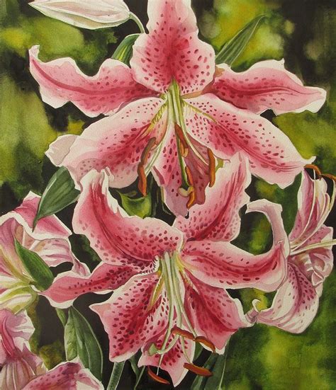 Stargazer Lily Watercolor Stargazer Lily Stargazer Lily Lily Painting