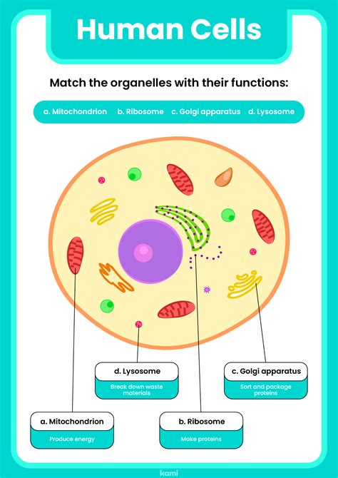 Human Anatomy Chapter 3 Cells Worksheet