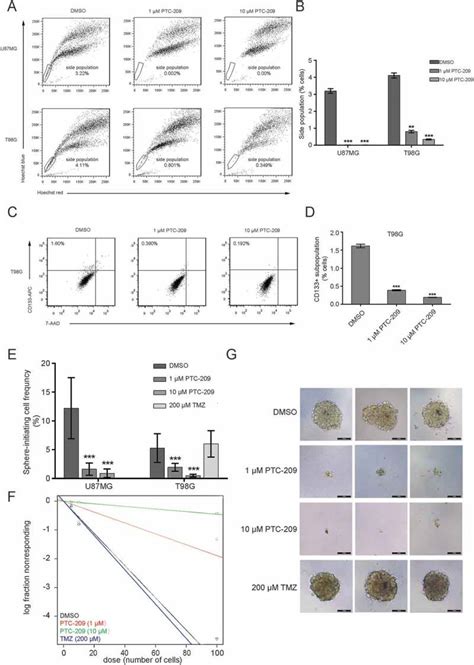 Targeting Of Bmi 1 With Ptc 209 Inhibits Glioblastoma Development Pmc