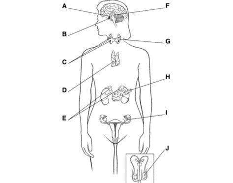 Homeostasis Flashcards Quizlet