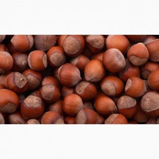 Куплю фундук в шкарлупе, Запорожская обл., Фундук — Agrotorg.Zp