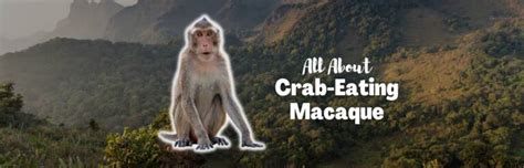 Crab-Eating Macaque: The Primate That Dives for Dinner