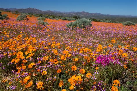 Namaqualand Flowers Skilpad Wildflower Reserve Namaqua Na Flickr