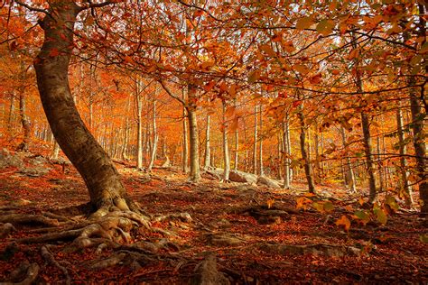 5 bosques para conocer este otoño - Blog