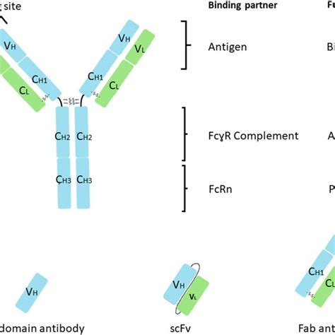 Overview Of Phage Display Technology Antibody Phage Library Is