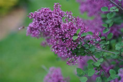 Bloomerang Dark Purple Reblooming Lilac Syringa X Proven Winners