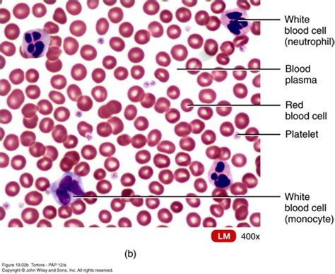 Practical Identify Rbc Wbc And Platelets Flashcards Quizlet