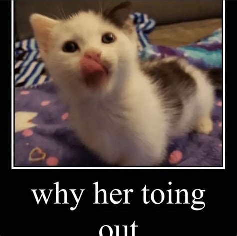 cat meme in 2023 | Silly cats, Silly animals, Cat memes