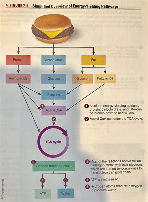 Chapter 7 Metabolism Diagram Quizlet