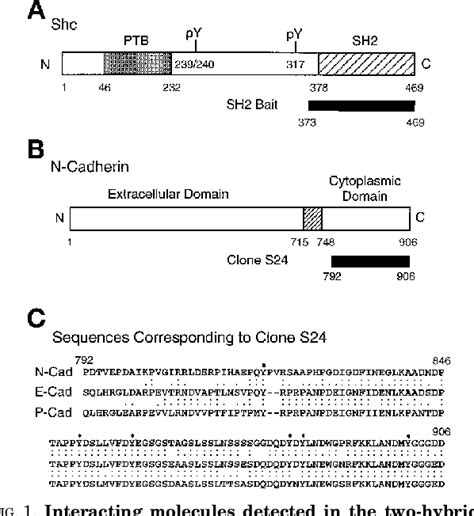 Figure 1 From Interaction Of The Adaptor Protein Shc And The Adhesion